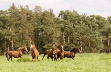 .Flock of  horses