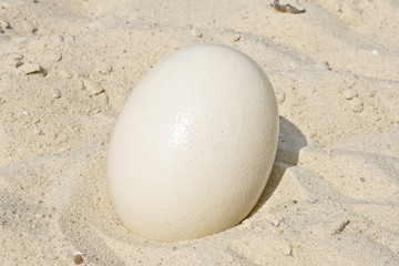 Large ostrich egg.