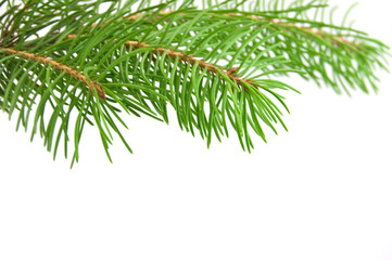 Obraz premium Pine tree branch isolated on white backgrond
