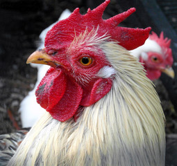 Cockerel