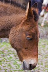 Head of a donkey (equus africanus asinus)