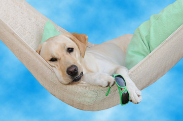 Labrador dolce far niente