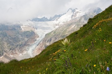 alpejskie kwiaty - obrazy, fototapety, plakaty