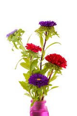colorful Asters flowers in vase over white background