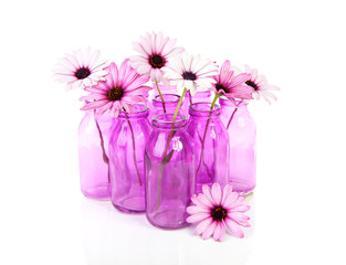 pink daisy in glass vase over white background