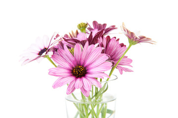 pink daisy in glass vase over white background