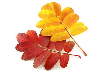 Two twigs of rowan-tree