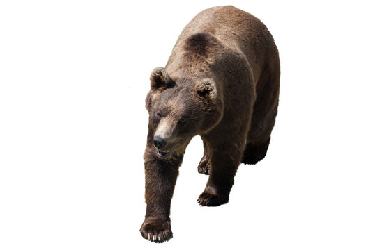 orso