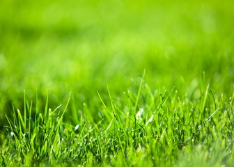 Green luscious grass.