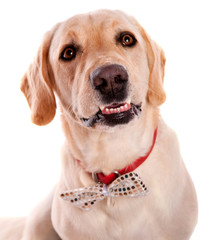 portrait d'un labrador au noeud papillon