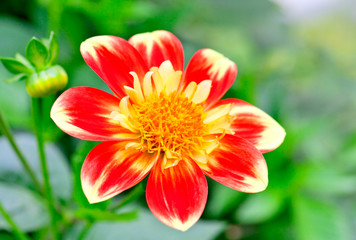 red flower chrysanthemum