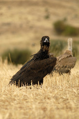 Buitre negro en los cerales