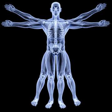 vitruvian