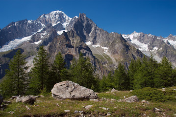 alpejska łąka
