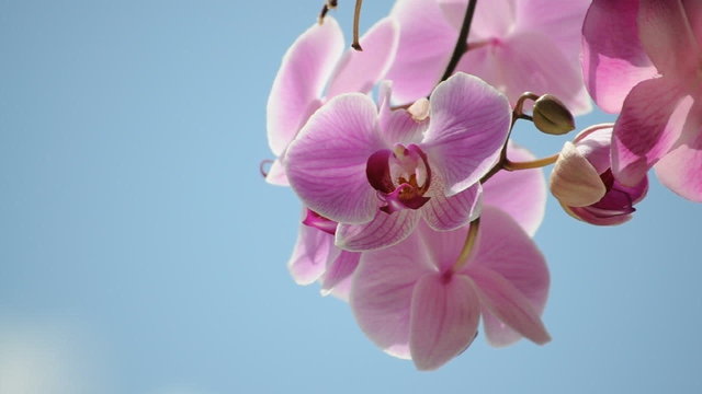 Phalaenopsis
