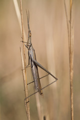 insecte : truxale mediterraneen