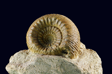 Ammonite fossile