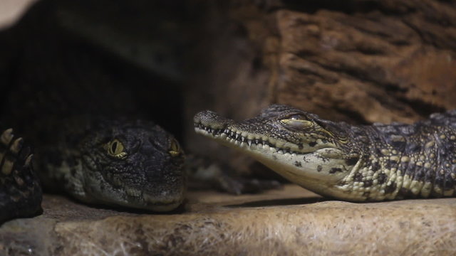 Two small crocodile