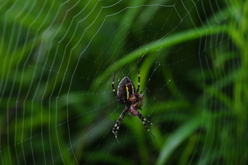 Spinne im Netz
