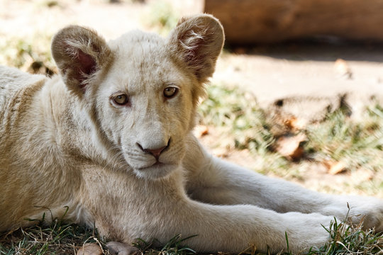 White lion baby