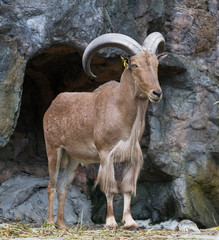 Obraz premium Brown Mountain Goat stand on the rock