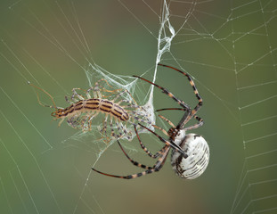 Spider wrapping centipede in web