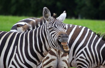 Fototapeta na wymiar Laughing Zebra