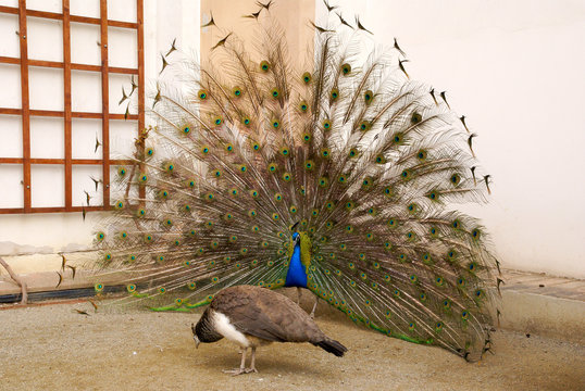 Male peacock tail spread tail-feathers