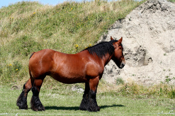 Original Zeeuws Horse in the Dutch village of Zoutelande