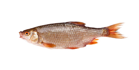 Roach rutilus rutilus