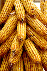 Fototapeta na wymiar dried corn