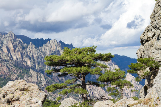 montagne en corse : bavella