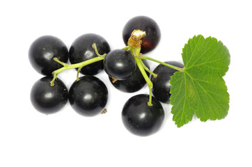 black currant