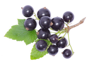 Fototapeta premium black currant