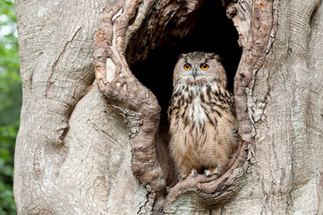 Owl in a tree hollow