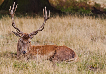 Stag Lying Down