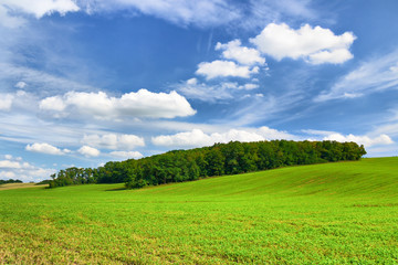 forest and blue sky