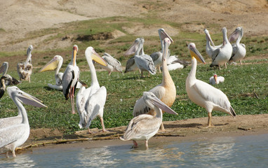 Fototapeta premium Great White Pelicans in Uganda