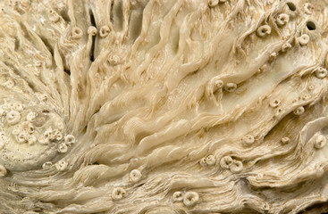 Abalone shell detail