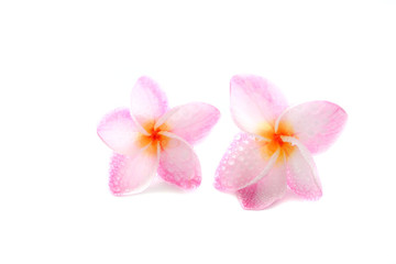 Obraz na płótnie Canvas pink flower isolated on white background