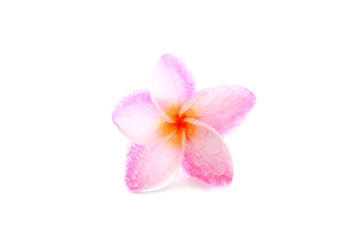 Obraz na płótnie Canvas pink flower isolated on white background