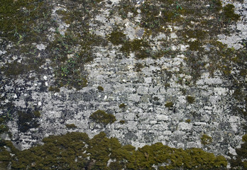 Obraz premium old overgrown stone wall