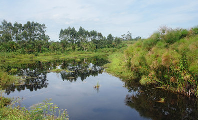 Fototapeta na wymiar sceneria brzegowy w pobliżu gór Ruwenzori