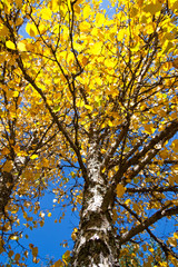 Autumn Yellow