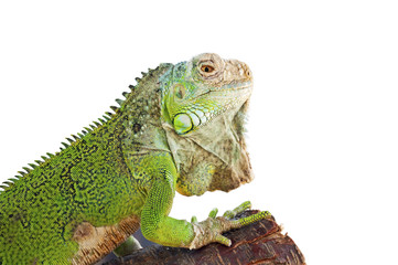 Green iguana on branch isolated on white