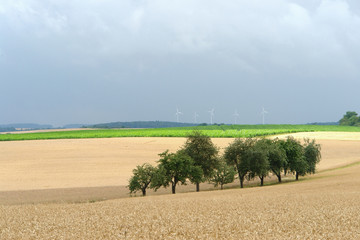 Fototapeta na wymiar Malownicze krajobrazy rolnictwa obszarów wiejskich w okresie letnim
