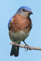 Eastern Bluebird