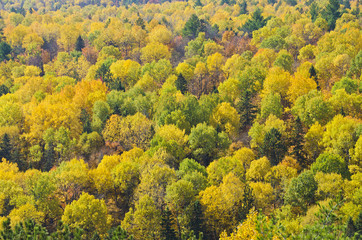 Texture of Fall Colors