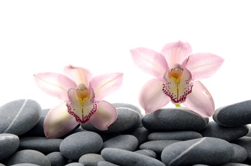 Fototapeta na wymiar Still life with two pink orchid on pebble