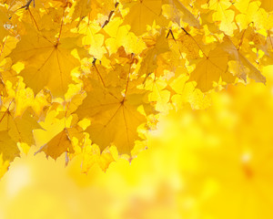 Autumn yellow leaves background